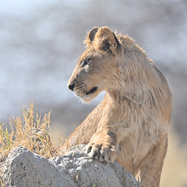 Photo of sub-adult lion sitting on an anthill looking left