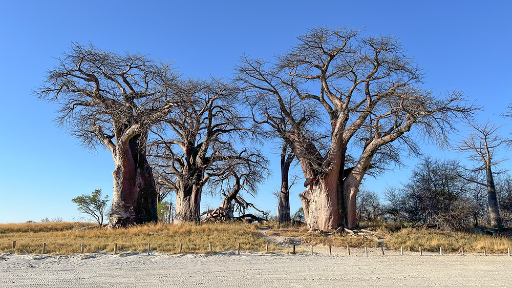 the baobabs of Baines Baobab