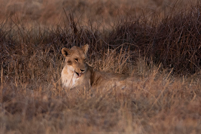 lion lying in the grass washing itself