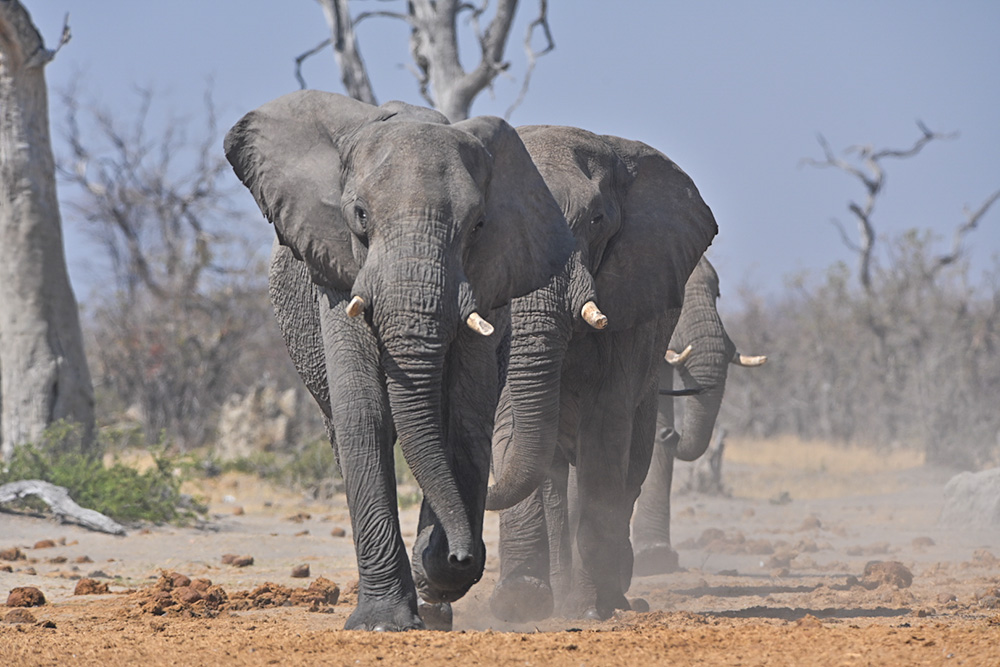 three elephant walking towards the camera
