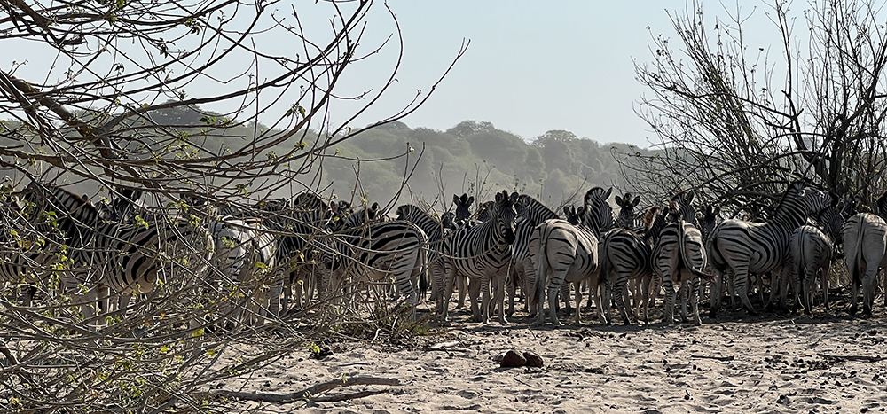 click here to see photos of zebra